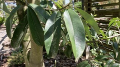 Magnolia cavaleriei