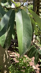 Magnolia cavaleriei