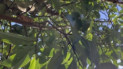 Magnolia cavaleriei