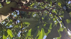 Magnolia cavaleriei