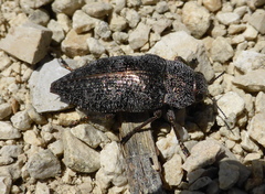 Dicerca aenea