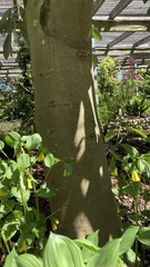 Magnolia cavaleriei