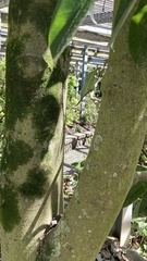 Magnolia cavaleriei