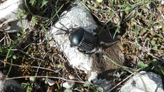 Scarabaeus laticollis