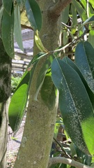 Magnolia cavaleriei