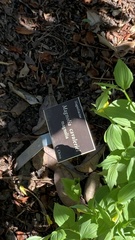 Magnolia cavaleriei