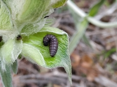 Muschampia proto
