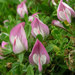 Common Restharrow - Photo (c) Peter Hanegraaf, some rights reserved (CC BY-NC-ND)