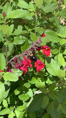 Xylocopa tabaniformis orpifex
