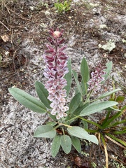 Lupinus villosus