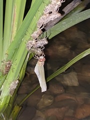 Libellula gaigei