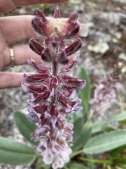 Lupinus villosus