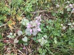 Lamium purpureum