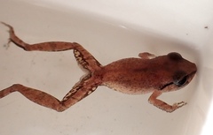 Eleutherodactylus antillensis