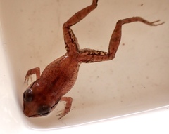 Eleutherodactylus antillensis