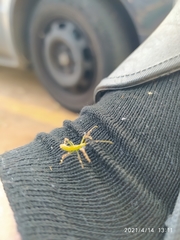 Reduviidae