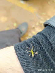 Reduviidae