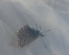 Pseudophilotes panoptes