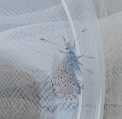 Pseudophilotes panoptes