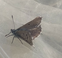 Pseudophilotes panoptes