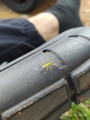 Reduviidae