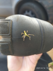 Reduviidae