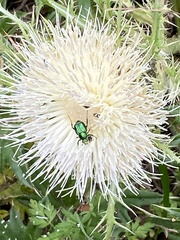 Trichiotinus lunulatus