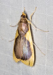 Prooedema inscisalis