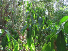 Palicourea croceoides