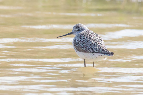 Marsh Sandpiper