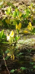 Lysichiton