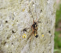 Ctenophora flaveolata