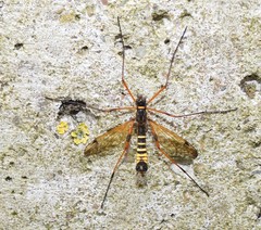 Ctenophora flaveolata