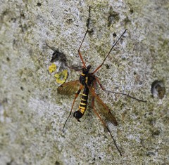 Ctenophora flaveolata