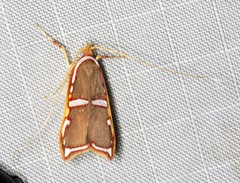 Barantola pulcherrima