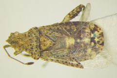 Aufeius impressicollis