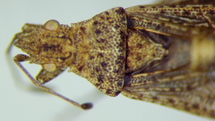 Aufeius impressicollis