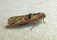 Nephopterix angustella