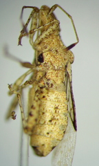 Aufeius impressicollis