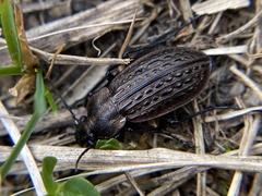 Carabus maeander
