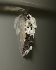 Blenina squamifera