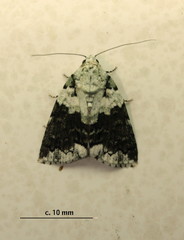 Blenina squamifera
