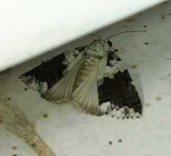 Blenina squamifera