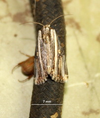 Anedhella rectiradiata