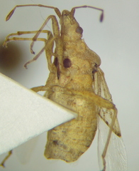 Aufeius impressicollis