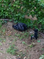 Columba livia domestica