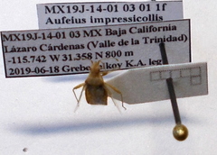 Aufeius impressicollis