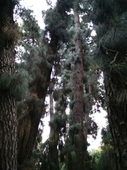 Pinus canariensis