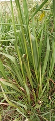 Paspalum intermedium