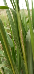Paspalum intermedium